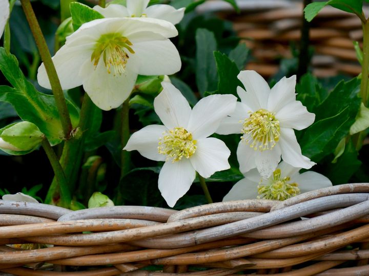 Hellébores en fleurs au mois de février (ISABELLE MORAND / RADIO FRANCE)