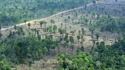 Le président indonésien Susilo Bambang Yudhoyono s'est engagé à une réduction de 41% des gaz à effet de serre d'ici à 2020.
	  (AFP PHOTO / ROMEO GACAD)