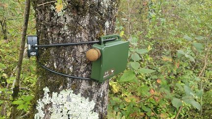 Microphones of this type have been installed in 103 French forests to better analyze biodiversity. (BORIS HALLIER / FRANCEINFO / RADIO FRANCE)