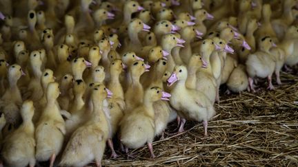 Un élevage de canards à foie gras dans les Landes. Photo d'illustration. (PHILIPPE LOPEZ / AFP)