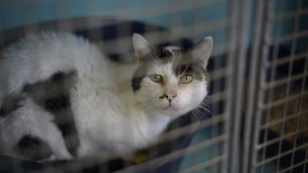 Un chat dans un refuge de la SPA, à Gennevilliers (Hauts-de-Seine), le 13 août 2019. (OLIVIER MORIN / AFP)