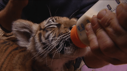 Le tigre boit son biberon au parc de Saint-Martin-la-Plaine (Loire) le 19 juin 2016. (FRANCE 3 RHONE ALPES)