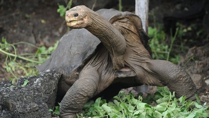 George, tortue géante à&nbsp;Puerto Ayora sur l'archipel des Gualapagos, le 19 avril 2012. (RODRIGO BUENDIA / AFP)