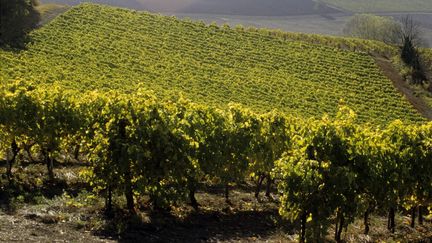 Des vignes près de Jucignac (Charente), le 12 décembre 2023. (JACQUES SIERPINSKI / JACQUES SIERPINSKI / AFP)