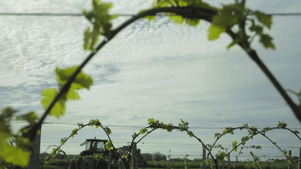 Île d’Oléron : les vignes ont toujours la côte (France 2)