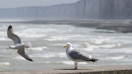 Un Goéland argenté perché sur une digue au bord de la Manche, le 27 juin 2019 en Normandie. (illustration) (PHILIPPE CL?MENT / MAXPPP)