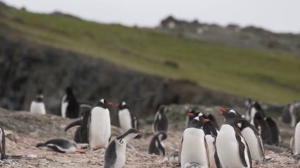 À bord de Persévérance, le voilier océanographique de Jean-Louis Étienne, les équipes de France Télévisions ont accompagné l'aventurier sur l'île de Livingston, au nord de l'Antarctique. (France 2)