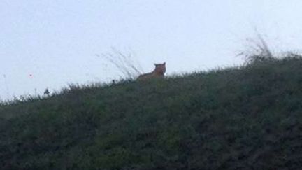 &nbsp; (C'est une habitante de Montévrain qui a pris la photo du félin © SIPA/AP/Ville de Montevrain)