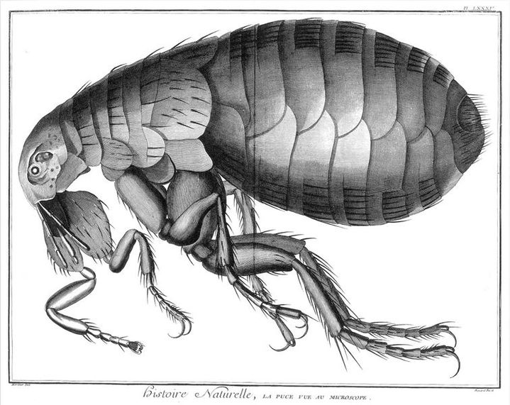 Encyclopédie, tome XXIII, Histoire naturelle, règne animal, planche 85, « La Puce vue au microscope », gravure de Benard d'après un dessin de Martinet
