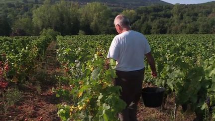 En raison du dérèglement climatique, les vendanges ont débuté mardi 16 août dans le Mâconnais, en Saône-et-Loire, avec environ trois semaines d'avance sur le calendrier habituel.&nbsp;D'un point de vue plus positif, la récolte s'annonce très bonne. (FRANCE 3)